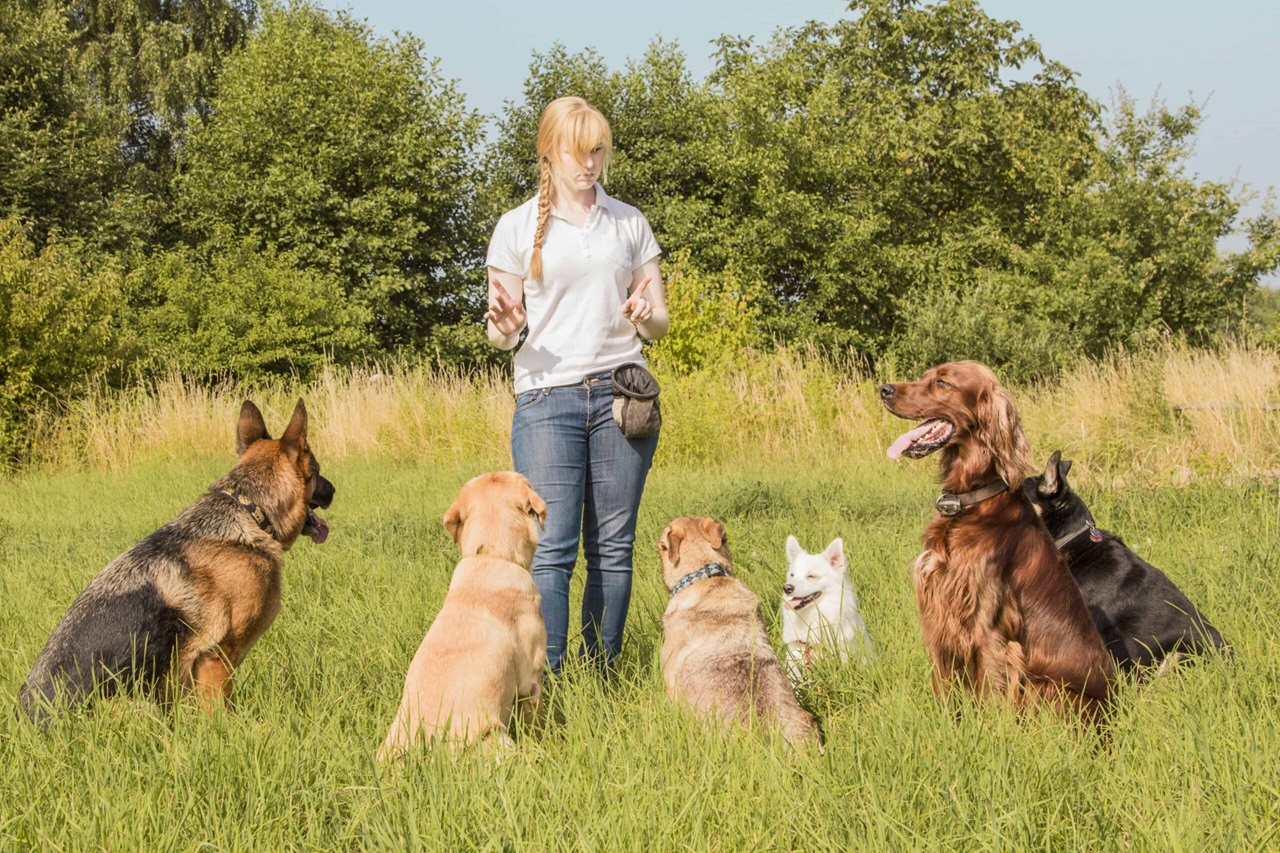From Woof to Well-Behaved: Proven Techniques for Dog Training Success