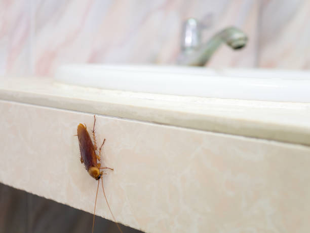 Protecting Orem UT Homes from Pests: Professional Extermination Services