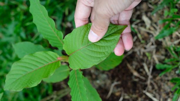 Top White Bali Kratom Strains for Balanced Effects